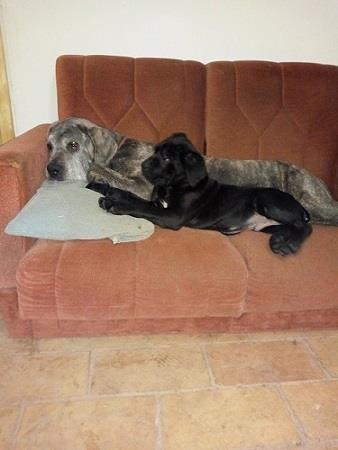 Cane-corso-štenci