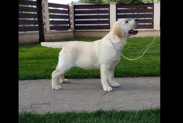 Top-leglo-labrador-retrivera-