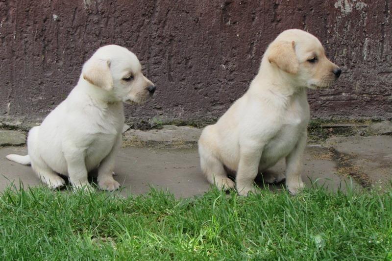 Stenad-labrador-retrivera