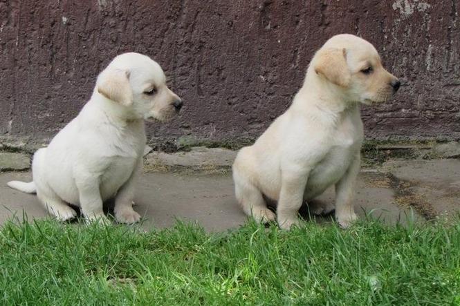 Stenad labrador retrivera