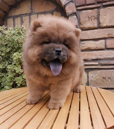 Chow-chow-cau-cau-stenad