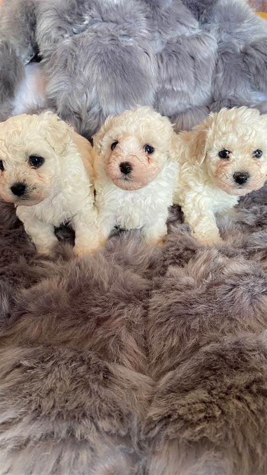 Štenci-kovrdžavog-bišona-