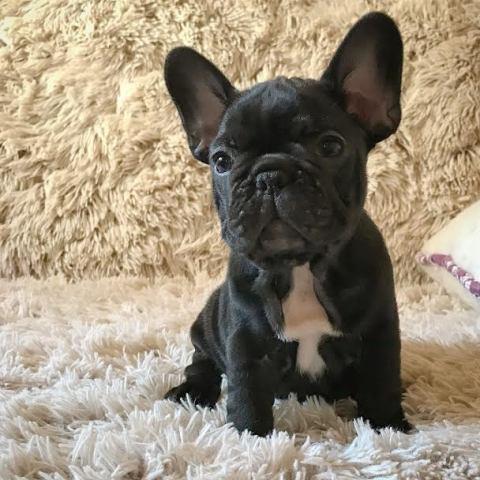 FRANCUSKI-BULDOG-OD-KUCE-DON