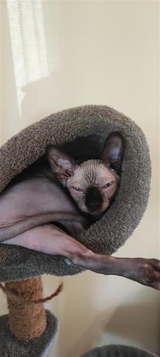 Canadian Sphynx 