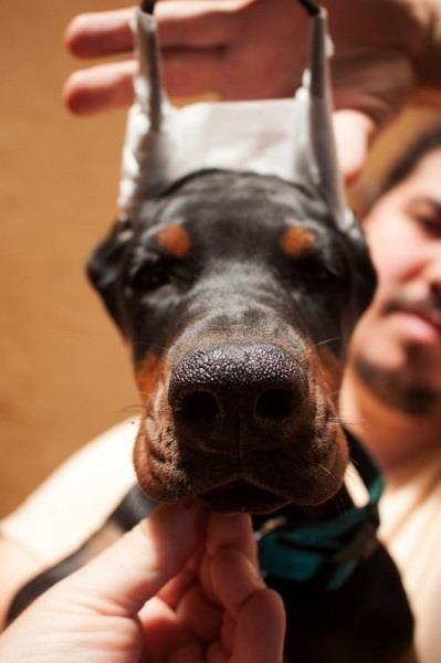 Doberman-štenci-