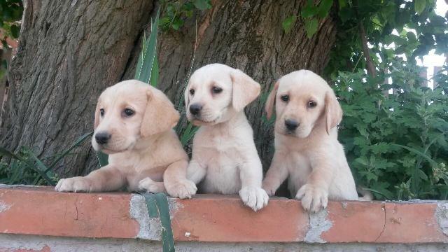 Labrador-stenci