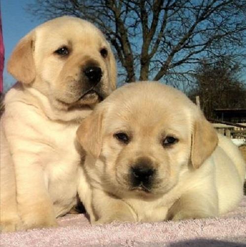 Labrador retriver 