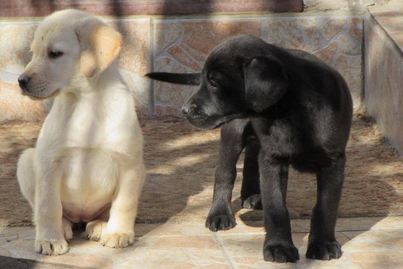 Labrador-retriver-stenad