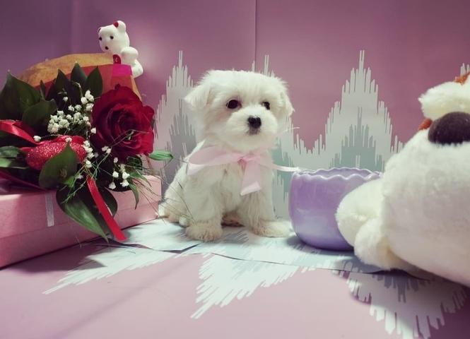 Maltezer
