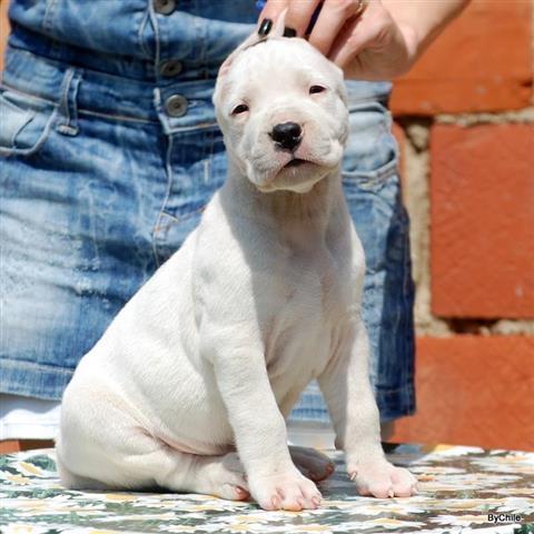 Dogo-argentino-stenci