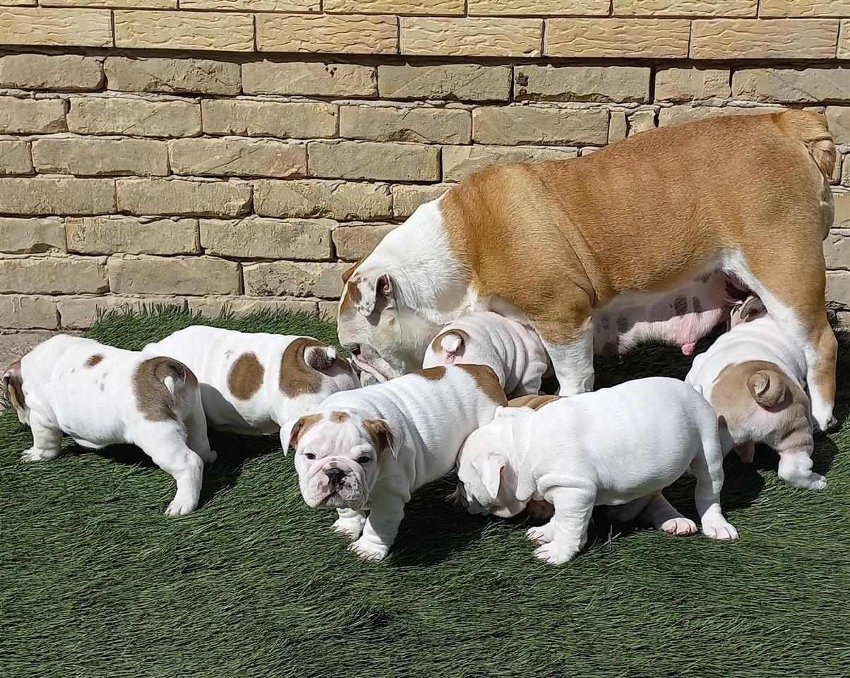 Engleski-Bulldog