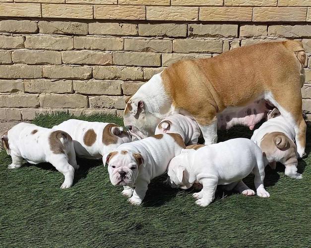 Engleski Bulldog