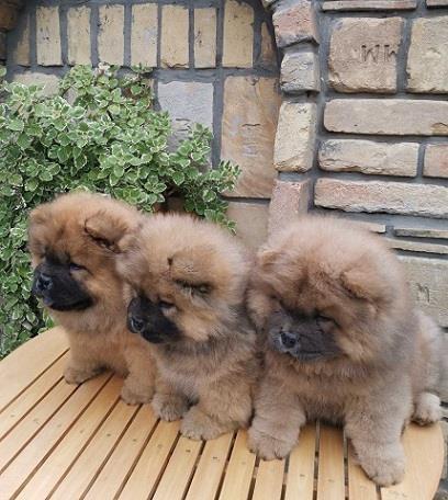 Chow chow cau cau stenad