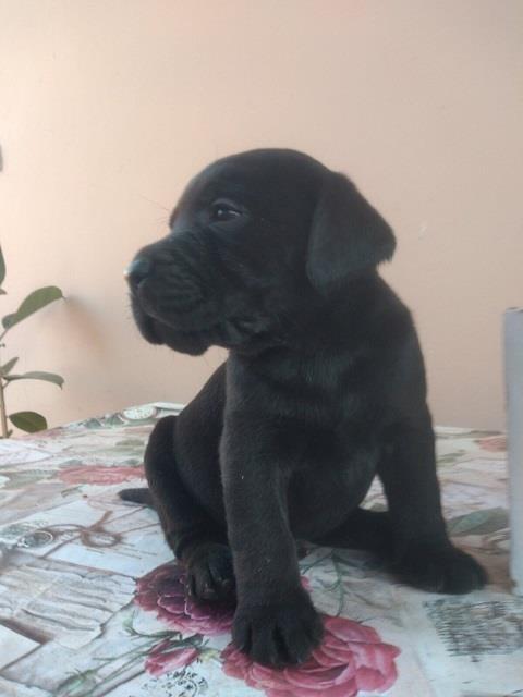 NA-PRODAJU-STENCI-LABRADORA