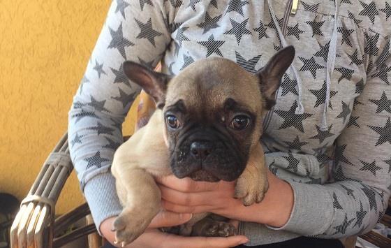 Francuski-buldog