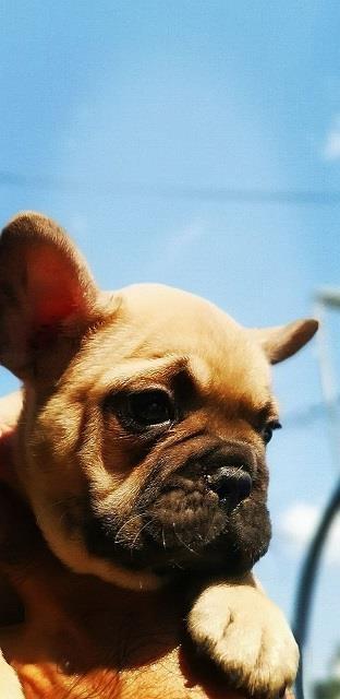 Francuski-buldog-Blue-i-Flafi-gen