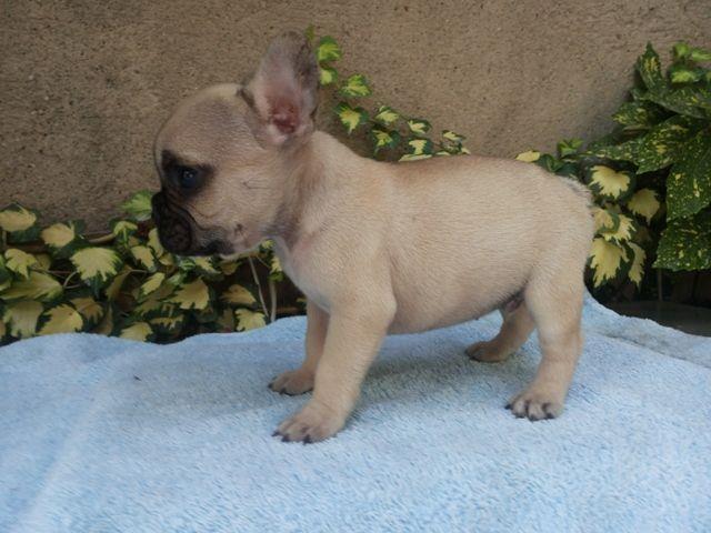 Francuski-Buldog