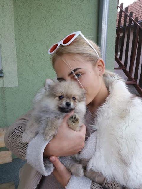 Pomeranski-špic-