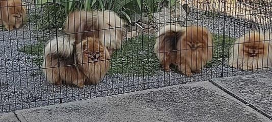 Pomeranci