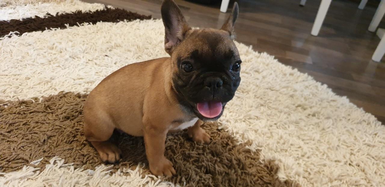 Francuski-buldog-štene