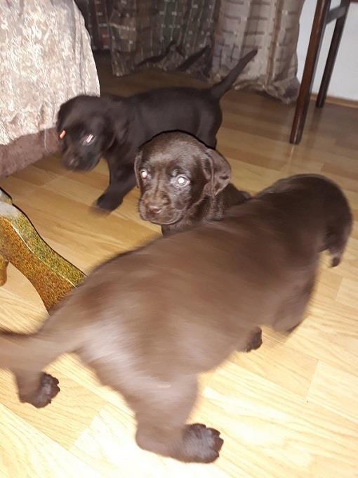 Labrador-stenci