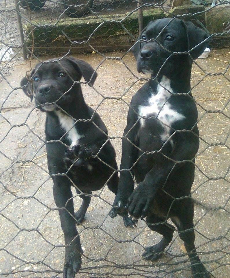 Cane-Corso--štenad