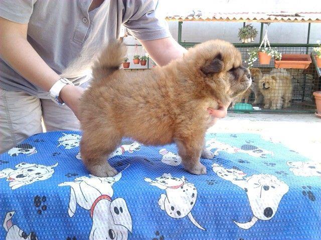 Chow Chow stenci 