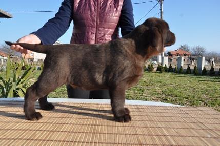 Labrador-Retriver