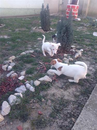 Stenci Jack Russell terijer 