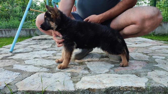 Nemački Ovčar štenci