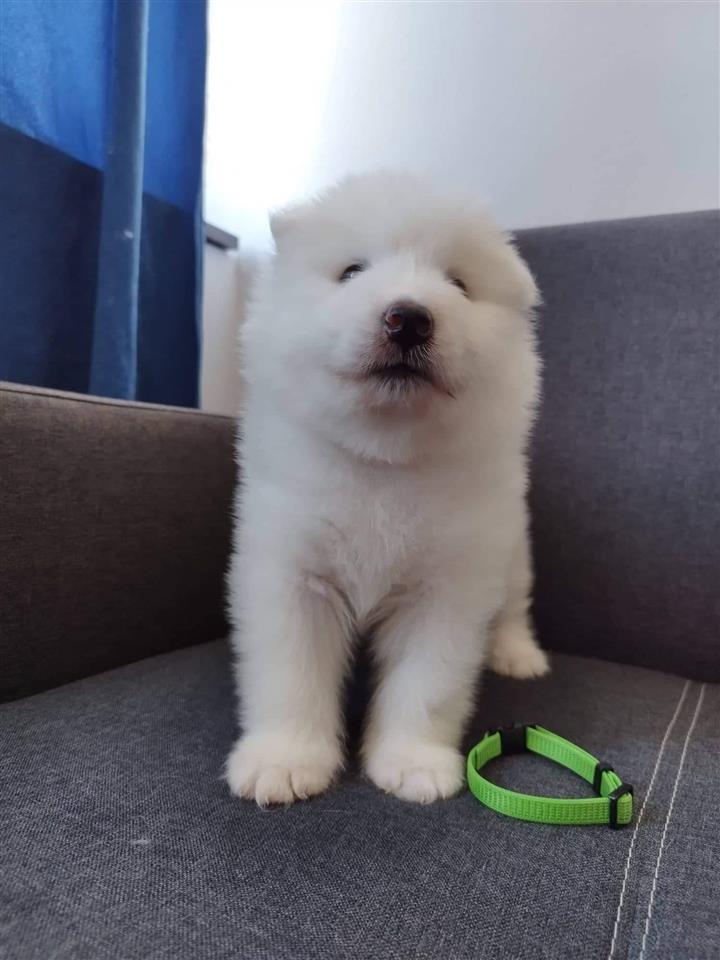 Samojed-stenci