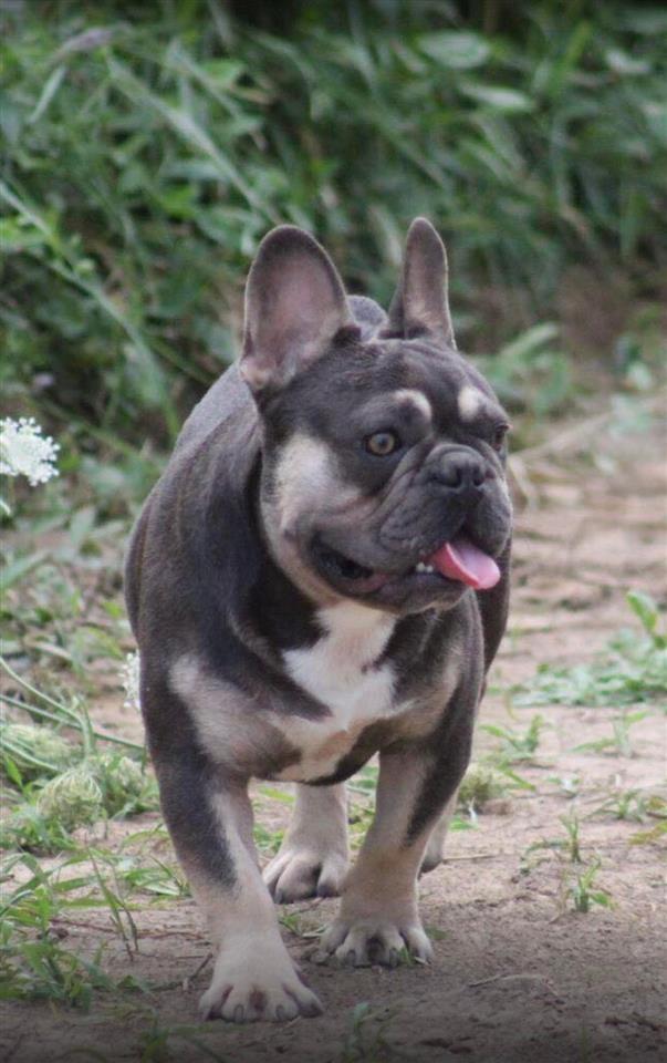 Francuski-Buldog