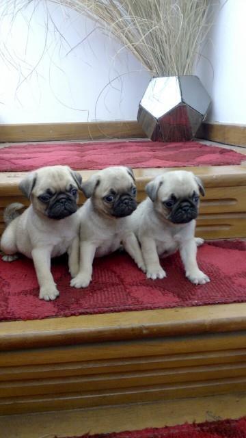 Mops-stenad