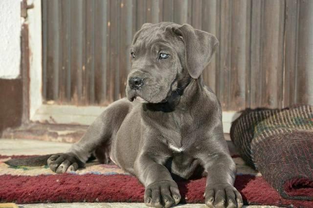 Cane-Corso--zenke
