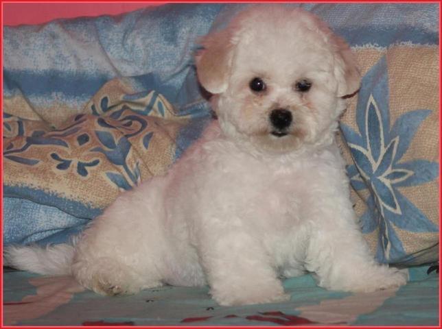 Bishon frise - prelepi stenci 