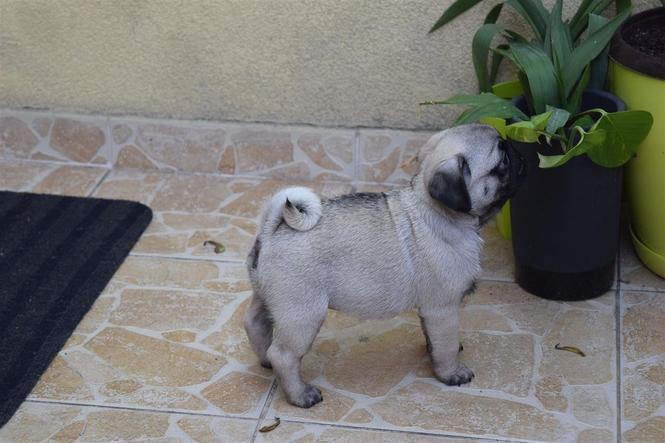 Mops štenci na prodaju