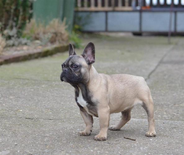 Francuski buldog
