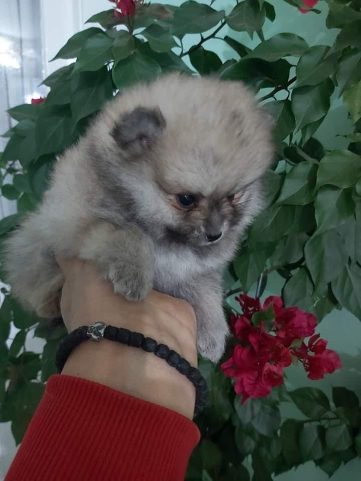 Pomeranski-špic