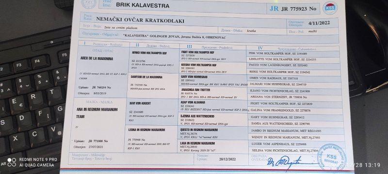 Nemački-Ovčar-štenci