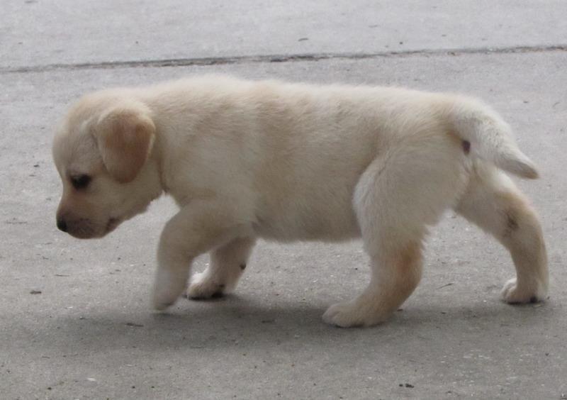 Labrador-Retriver-stenad