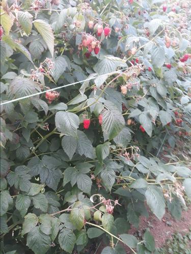 Beraci maline