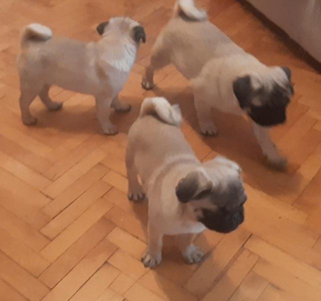 Mops