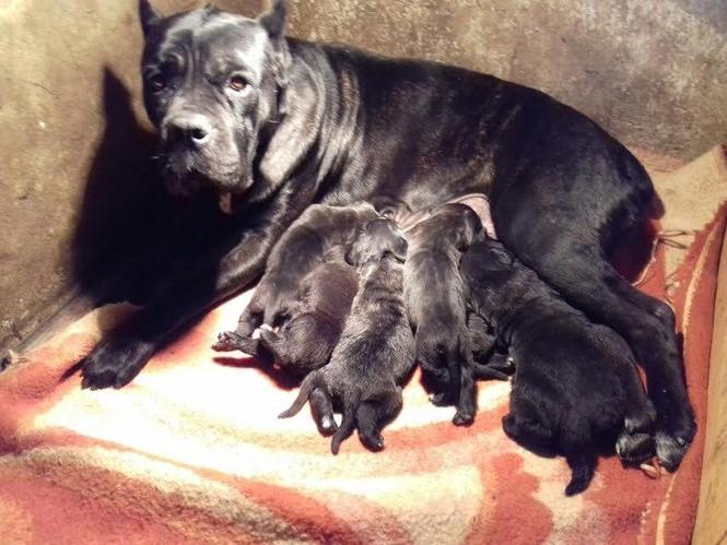 Cane Corso - vrhunski štenci 