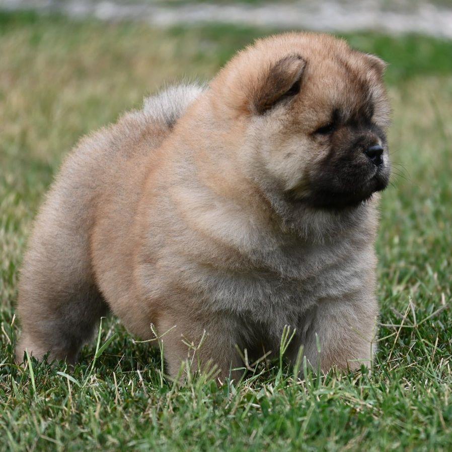 Chow-Chow-Čau-čau-štenci