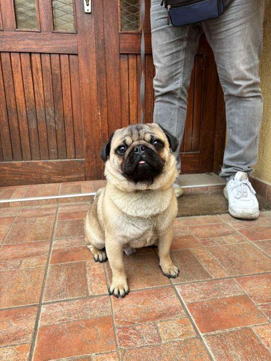 Mops