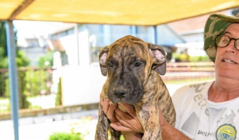 Stenci-Dogo-Canario--presa-canario-