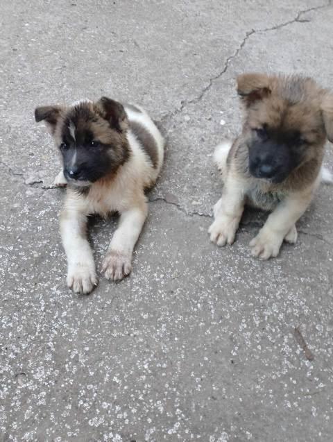 Američka-Akita-štenci