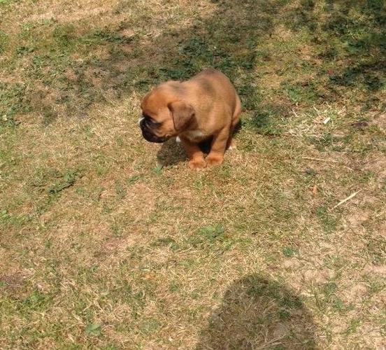 Nemacki boxer