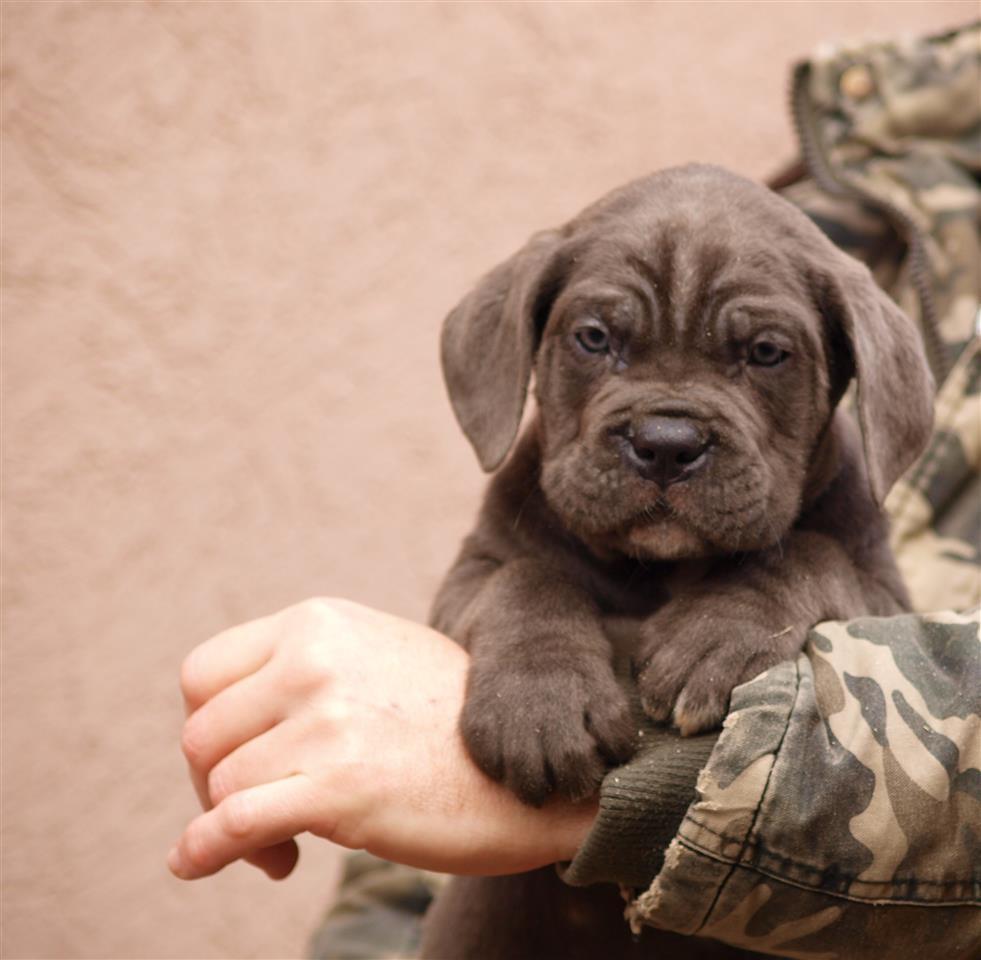 Cane-Corso-Stenci