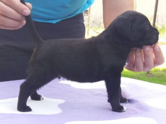 Cane-Corso--štenci-